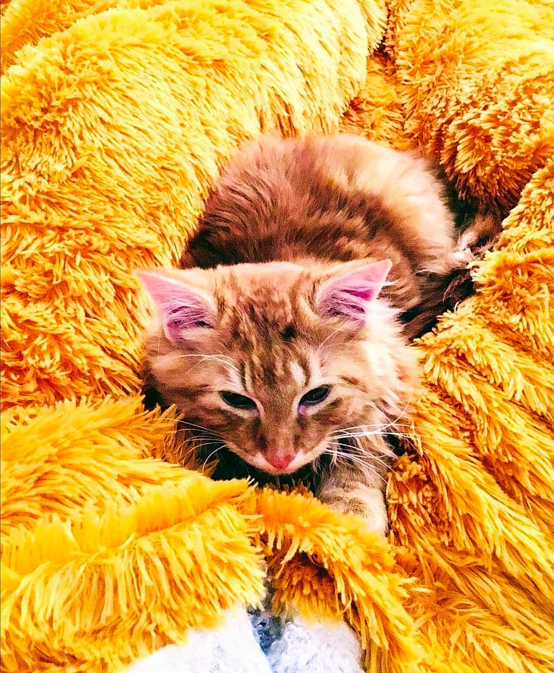 Sunny a rejoint le concours — aidez-le/la à gagner de superbes lots ! carnivore, cat, domestic_short_haired_cat, event, fawn, felidae, fur, grass, mammal, orange, plant, small_to_medium_sized_cats, snout, tail, terrestrial_animal, textile, vertebrate, whiskers, wildlife, yellow