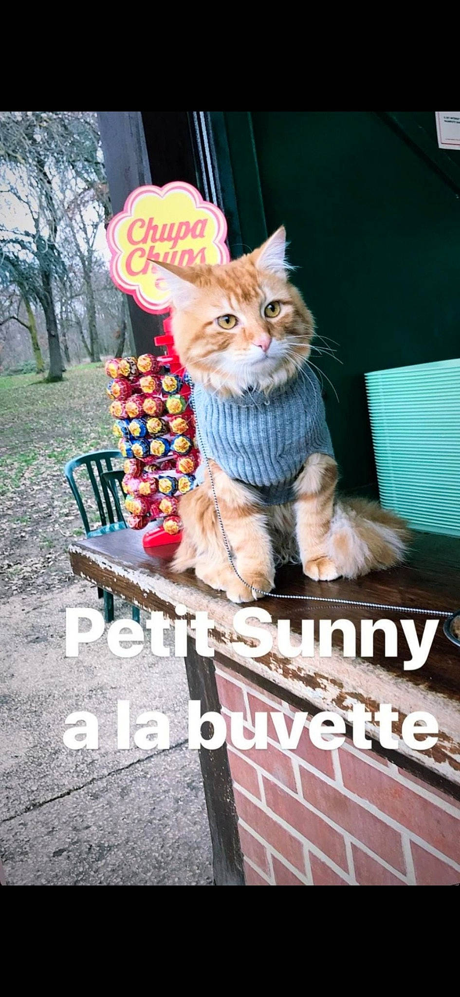 Sunny participe au concours pour gagner de l'argent avec cette photo : advertising, art, carnivore, cat, domestic_short_haired_cat, fawn, felidae, font, fur, paw, photo_caption, pillow, pink, plant, small_to_medium_sized_cats, stuffed_toy, tail, toy, tree, whiskers