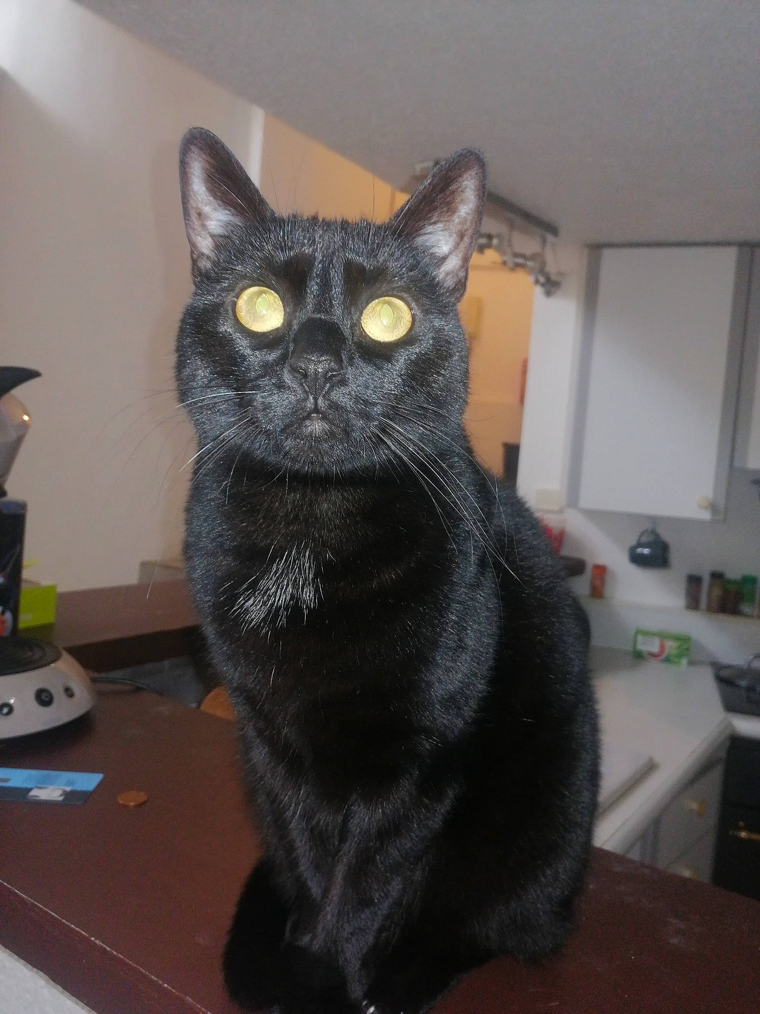 Bonney a rejoint le concours — aidez-le/la à gagner de superbes lots ! black_cat, bombay, carnivore, cat, domestic_short_haired_cat, felidae, fur, grey, small_to_medium_sized_cats, snout, table, tail, whiskers