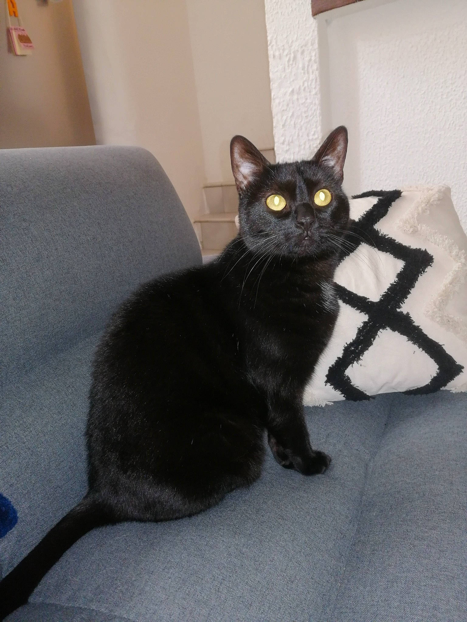 Bonney a rejoint le concours — aidez-le/la à gagner de superbes lots ! black_cat, bombay, carnivore, cat, cat_supply, chair, claw, comfort, couch, domestic_short_haired_cat, felidae, fur, grey, havana_brown, linens, room, small_to_medium_sized_cats, snout, tail, whiskers