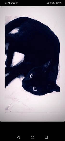 Bonney participe au concours pour gagner de l'argent avec cette photo : black_cat, carnivore, cat, electric_blue, fashion_accessory, felidae, font, fur, linens, monochrome_photography, pattern, sleeve, small_to_medium_sized_cats, snout, t_shirt, tail, terrestrial_animal, tints_and_shades, visual_arts, whiskers