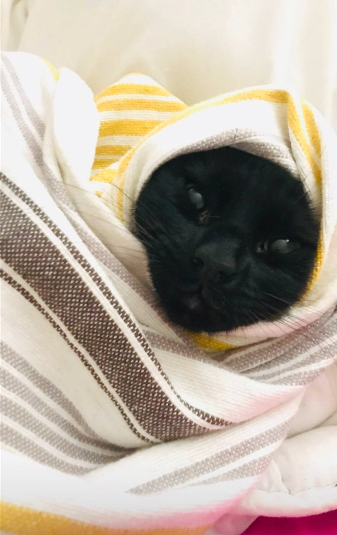 Bonney participe au concours pour gagner de l'argent avec cette photo : bag, carnivore, circle, comfort, companion_dog, fawn, felidae, fur, grey, linens, mammal, pattern, room, small_to_medium_sized_cats, snout, terrestrial_animal, whiskers