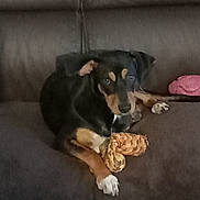 Nala a rejoint le concours — aidez-le/la à gagner de superbes lots ! animal, black_and_tan, canine, casual_photo, chew_toy, couch, dark_background, doberman, dog, home, indoor, lounging, lying_down, pet, pink_cushion, plush_toy, portrait, relaxed, sitting, sofa