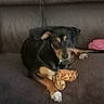 animal, black_and_tan, canine, casual_photo, chew_toy, couch, dark_background, doberman, dog, home, indoor, lounging, lying_down, pet, pink_cushion, plush_toy, portrait, relaxed, sitting, sofa