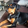 Nala a rejoint le concours — aidez-le/la à gagner de superbes lots ! animal, bedroom, black_and_tan, black_fur, brown_eyes, brown_fur, couch, dog, furniture, home, indoors, long_ears, lying_down, pet, photography, pillow, portrait, relaxed, rottweiler, white_markings