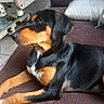 Nala a rejoint le concours — aidez-le/la à gagner de superbes lots ! alert, animal, black, black_and_tan, brown, couch, dog, floppy_ears, glossy_coat, home, hound, indoor, living_room, lying_down, pet, portrait, relaxed, rottweiler, sofa, white_markings