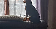 Nala a rejoint le concours — aidez-le/la à gagner de superbes lots ! backlighting, brick_wall, coffee_table, couch, curtain, daylight, dog, home, indoor, living_room, pet, pink_cup, profile, silhouette, sitting, small_dog, sofa, television_remote, window, wooden_table