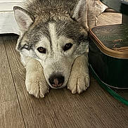 Taho a rejoint le concours — aidez-le/la à gagner de superbes lots ! brown_eyes, canine, close_up, container, dog, domestic, ears, face, fur, husky, indoor, lying_down, muzzle, nose, paws, pet, portrait, relaxed, snout, wood_floor