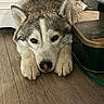 brown_eyes, canine, close_up, container, dog, domestic, ears, face, fur, husky, indoor, lying_down, muzzle, nose, paws, pet, portrait, relaxed, snout, wood_floor