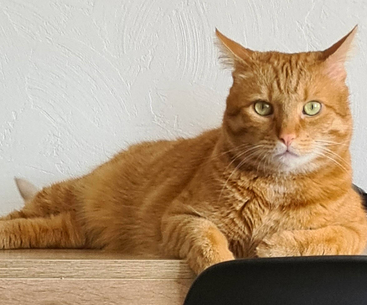 Piyou participe au concours pour gagner de l'argent avec cette photo : carnivore, cat, cat_supply, comfort, domestic_short_haired_cat, eye, fawn, felidae, fur, iris, paw, rectangle, small_to_medium_sized_cats, snout, tail, terrestrial_animal, whiskers, wildlife, window, wood