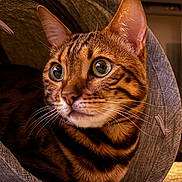 Darcy joined the competition — help win amazing prizes! alert, animal, bengal_cat, cat, close_up, cozy, curious, cute, domestic_cat, fabric_tunnel, feline, fur_pattern, indoor, looking_away, mammal, pet, portrait, sitting, whiskers, wide_eyes