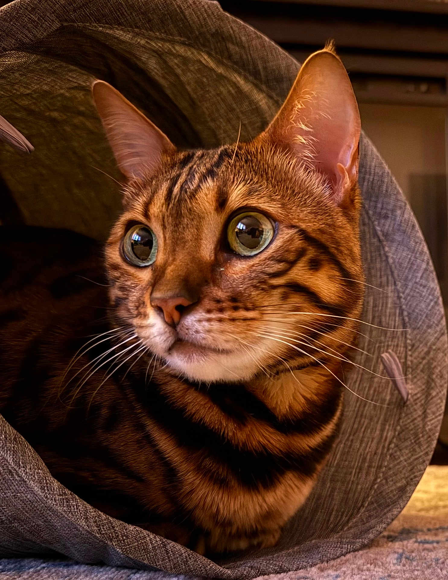 Darcy joined the competition — help win amazing prizes! alert, animal, bengal_cat, cat, close_up, cozy, curious, cute, domestic_cat, fabric_tunnel, feline, fur_pattern, indoor, looking_away, mammal, pet, portrait, sitting, whiskers, wide_eyes