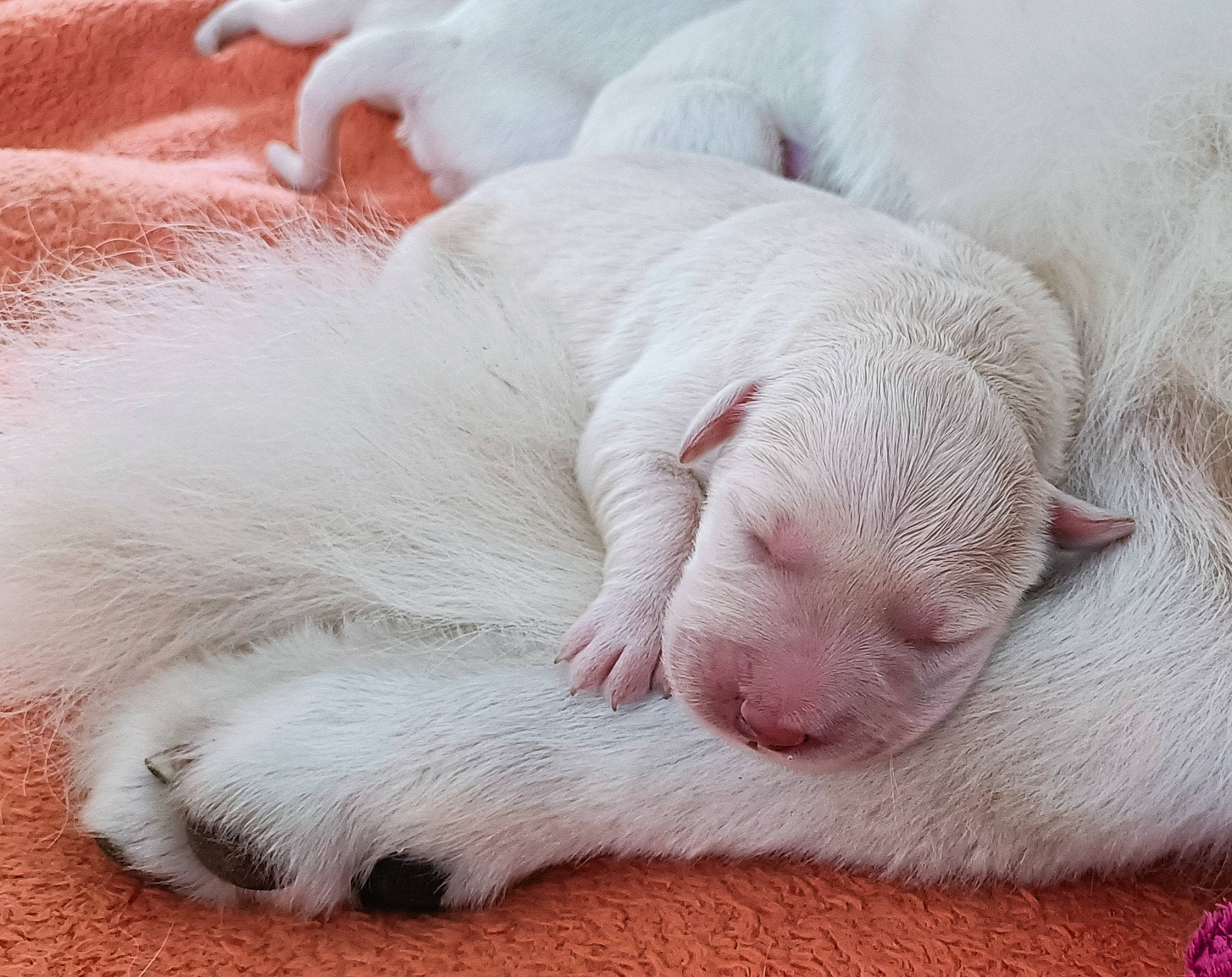 Baby a rejoint le concours — aidez-le/la à gagner de superbes lots ! carnivore, cat, comfort, fawn, felidae, fur, nap, paw, sleep, small_to_medium_sized_cats, tail, terrestrial_animal, whiskers