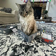 Jinx joined the competition — help win amazing prizes! cat, board_game, box, carpet, living_room, fireplace, decorations, slippers, couch, game_cards, furniture, cozy, pet, indoor, fluffy, gray_cat, patterned_rug, relaxed, cute, domestic