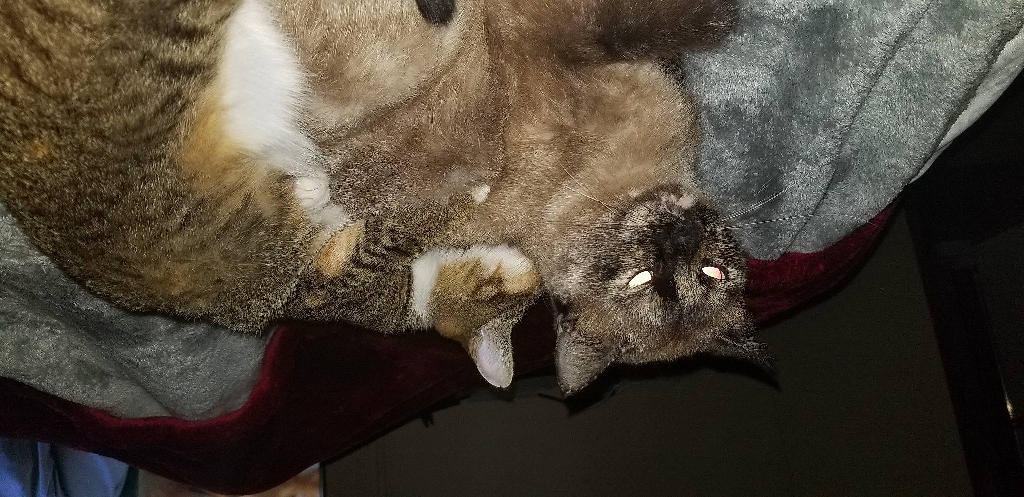 Mamas joined the competition — help win amazing prizes! black_cat, canidae, carnivore, cat, claw, comfort, dog_breed, domestic_short_haired_cat, fawn, felidae, fur, grey, liver, paw, small_to_medium_sized_cats, snout, sporting_group, tail, terrestrial_animal, whiskers