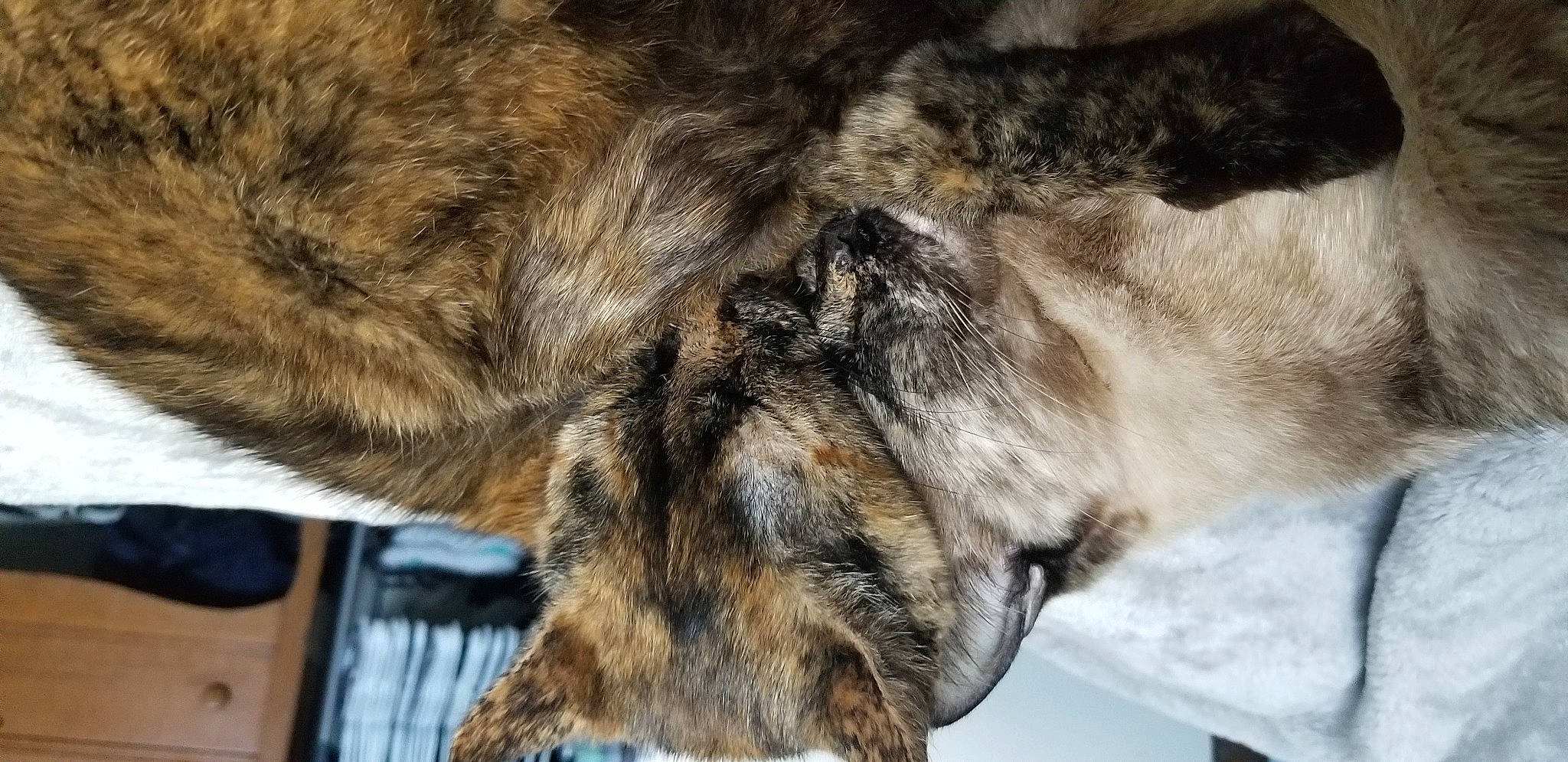 Mamas is registered to the contest to win money with this photo: canidae, carnivore, cat, claw, close_up, dog_breed, domestic_short_haired_cat, fawn, felidae, flooring, fur, paw, small_to_medium_sized_cats, snout, sporting_group, tail, tree, whiskers, window, wood