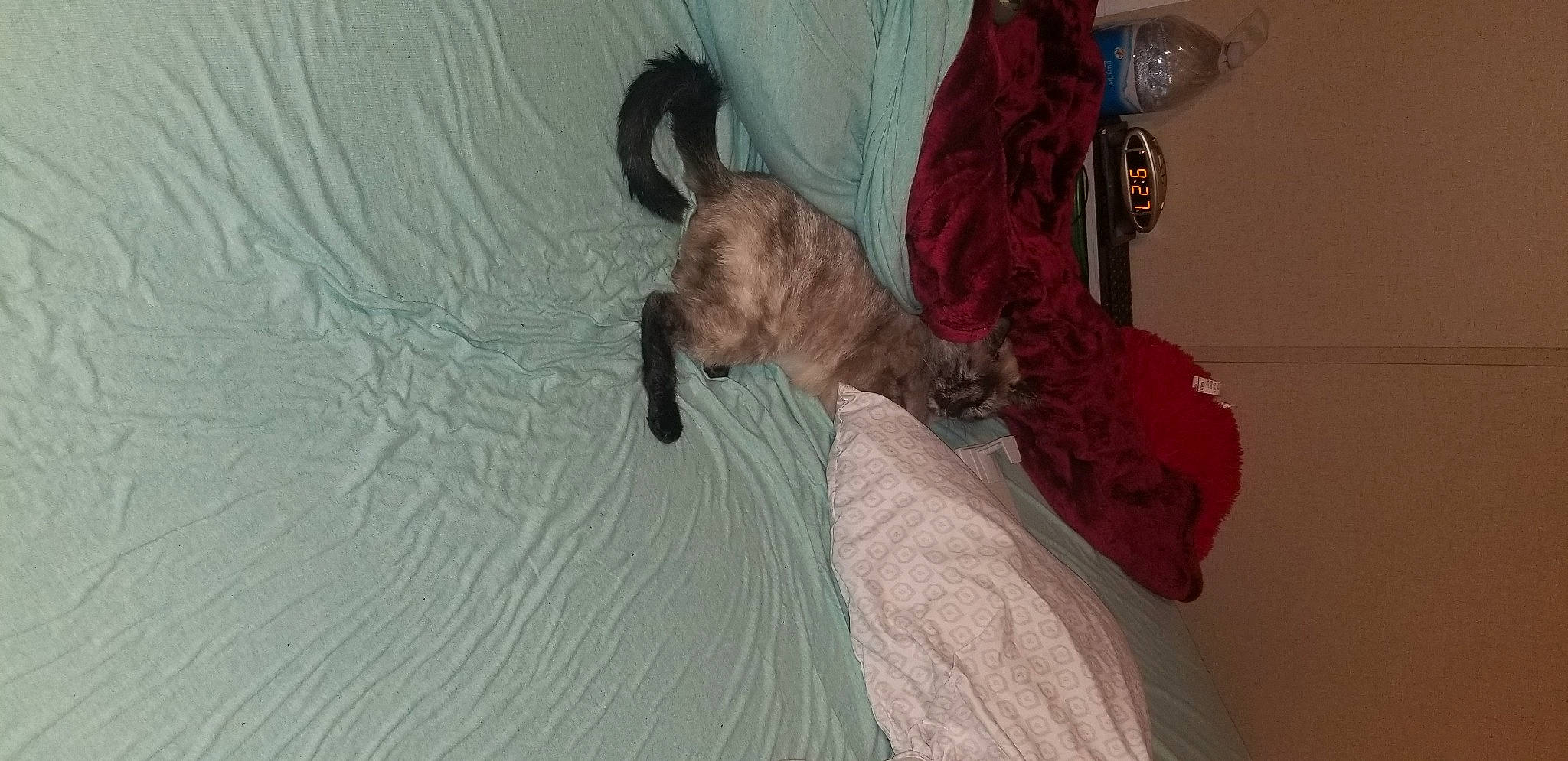 Mamas joined the competition — help win amazing prizes! automotive_tire, canidae, carnivore, cat, comfort, dog, dog_breed, fawn, felidae, flooring, fur, magenta, pet_supply, small_to_medium_sized_cats, snout, sporting_group, tail, tree, water, working_animal