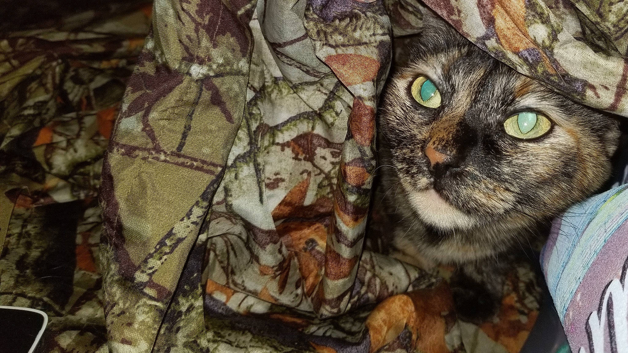 Little Girl joined the competition — help win amazing prizes! art, camouflage, carnivore, cat, close_up, fawn, felidae, fur, graffiti, mammal, military_camouflage, organism, pattern, plant, small_to_medium_sized_cats, snout, tree, trunk, whiskers, wood