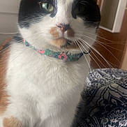 Scarlet joined the competition — help win amazing prizes! cat, calico_cat, pet, animal, indoor, close_up, fur, whiskers, collar, patterned_blanket, green_eyes, domestic_cat, cute, feline, sitting, portrait, soft_lighting, curious, close_range, cozy