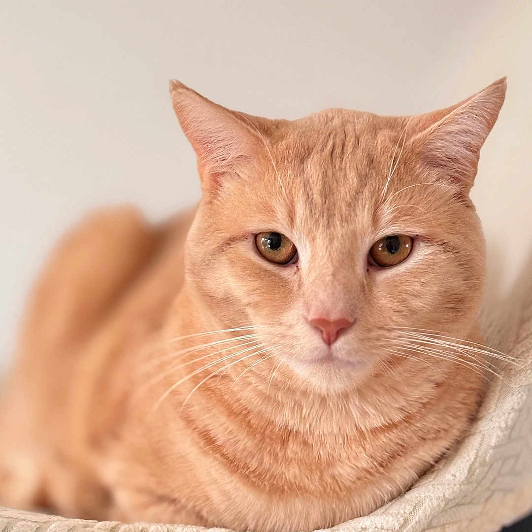 Simba a rejoint le concours — aidez-le/la à gagner de superbes lots ! animal, blanket, calm, cat, closeup, comfortable, cute, domestic_cat, ears, eyes, feline, fur, indoor, orange_tabby, pet, portrait, relaxed, resting, soft_light, whiskers
