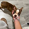 dog, puppy, boston_terrier, pet, animal, brown_and_white, wide_eyes, pointed_ears, short_hair, collar, pendant, hand, bracelets, indoor, tile_floor, portrait, closeup, cute, looking_at_camera, companion_animal