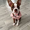 Paula Garcia is registered to the contest to win money with this photo: dog, boston_terrier, puppy, pet, portrait, sitting, indoors, tile_floor, pink_outfit, clothing, collar, leash, pendant, upright_ears, brown_and_white, white_chest, paws, looking_at_camera, fashionable, cute