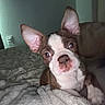 Paula Garcia is registered to the contest to win money with this photo: dog, puppy, boston_terrier, pet, animal, portrait, close_up, wide_eyes, head_tilt, floppy_ears, brown_and_white, white_chest, pink_nose, blanket, bed, bedroom, indoors, cozy, cute, photography