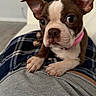 dog, puppy, boston_terrier, pet, animal, close_up, portrait, wide_eyes, large_ears, pink_collar, brown_and_white, sitting, paws, plaid_blanket, indoors, home, cute, adorable, short_muzzle, photography