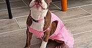 Paula Garcia joined the competition — help win amazing prizes! dog, boston_terrier, pet, animal, portrait, sitting, pink_dress, tutu, costume, wide_eyed, cute, indoors, tile_floor, chair, furniture, collar, brown_and_white, front_view, playful, photography