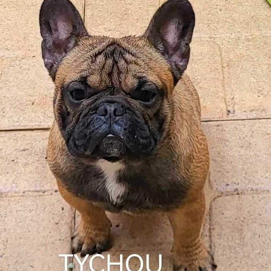 Tichou