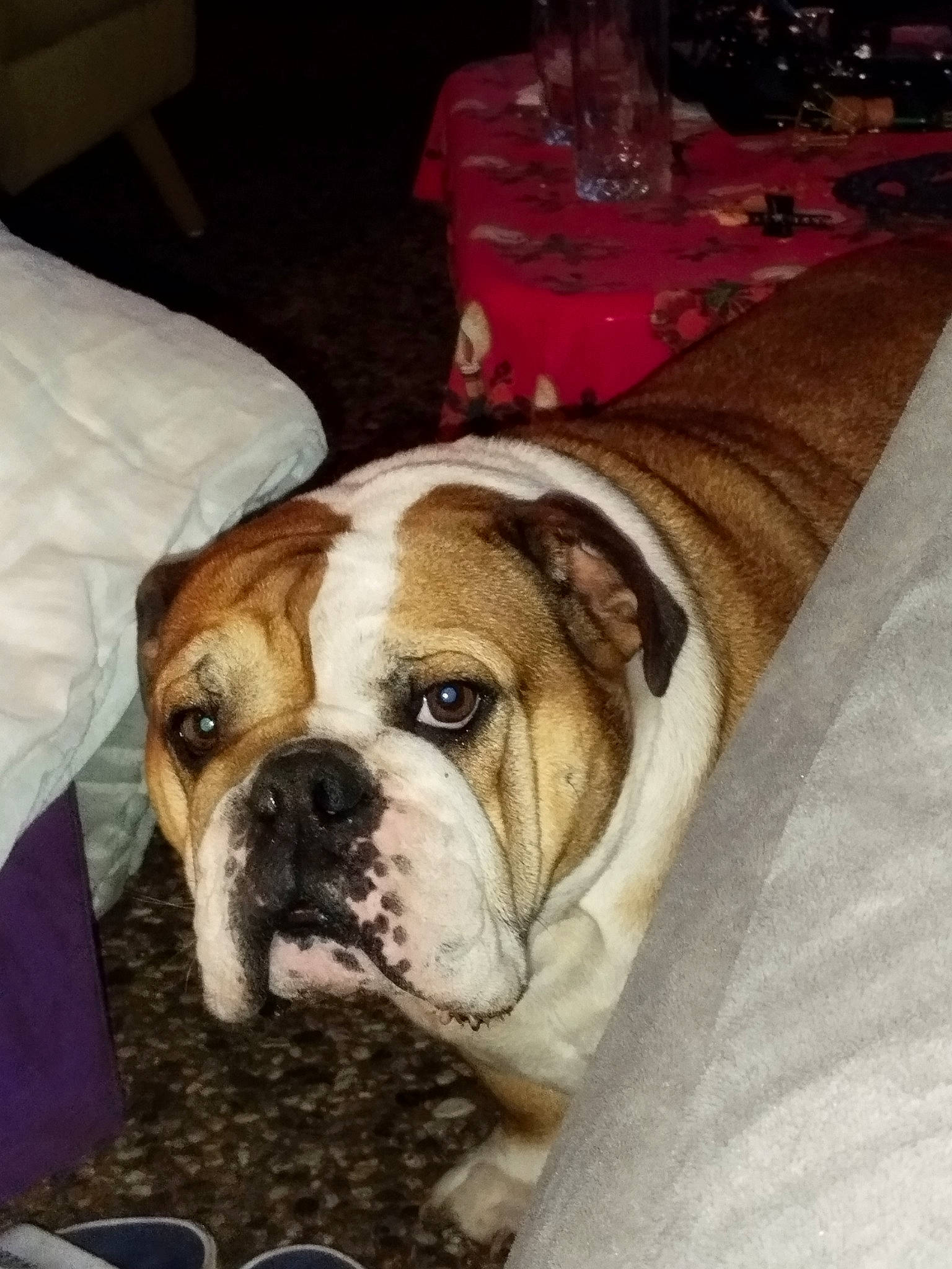 Roanita a rejoint le concours — aidez-le/la à gagner de superbes lots ! bored, bulldog, canidae, carnivore, comfort, companion_dog, dog, dog_breed, fawn, fur, non_sporting_group, sporting_group, terrestrial_animal, whiskers, white_english_bulldog, wrinkle