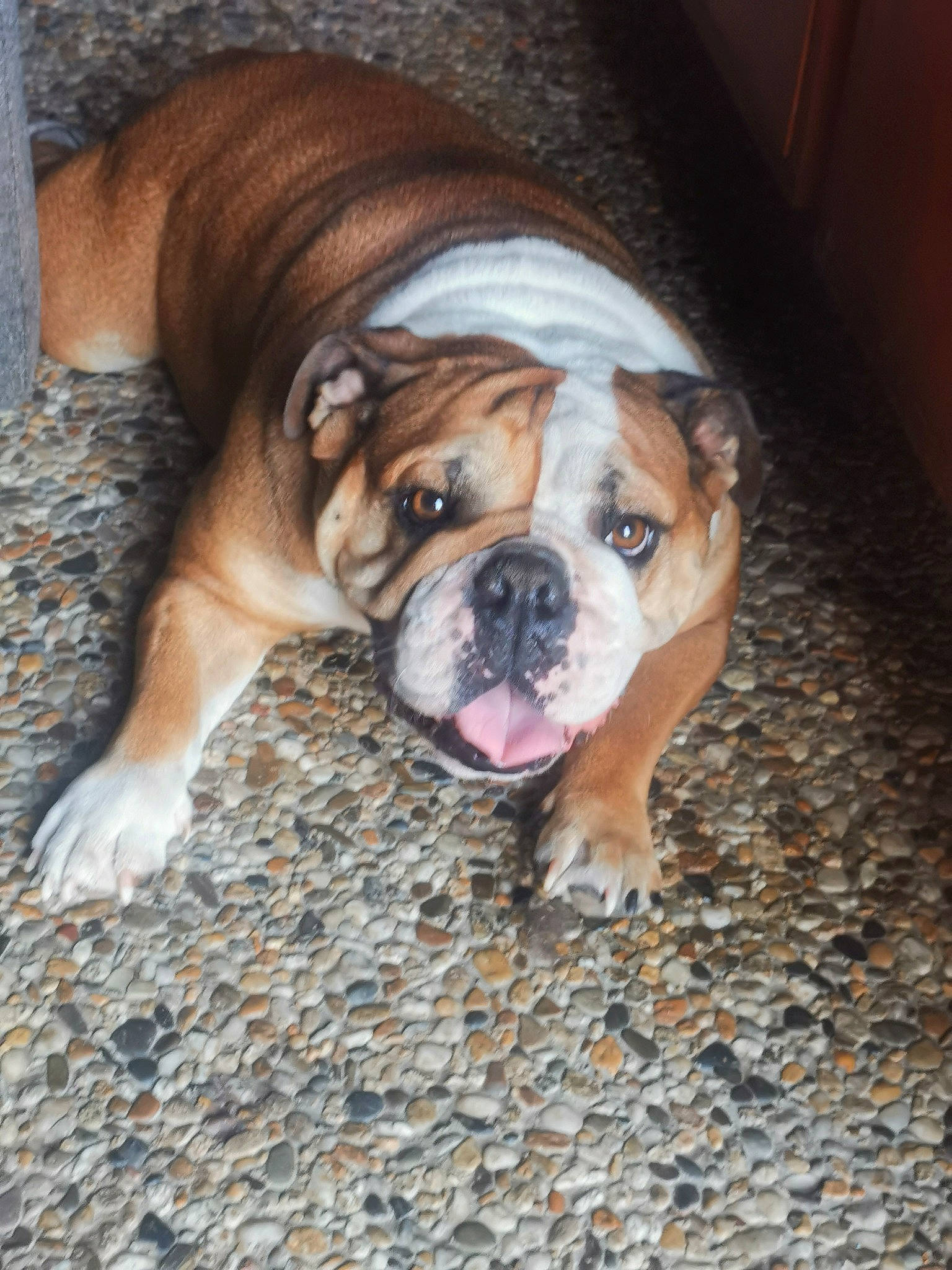 Roanita a rejoint le concours — aidez-le/la à gagner de superbes lots ! bored, bulldog, canidae, carnivore, comfort, companion_dog, dog, dog_breed, dog_collar, fawn, flooring, molosser, non_sporting_group, snout, sporting_group, terrestrial_animal, whiskers, wood, working_dog, wrinkle