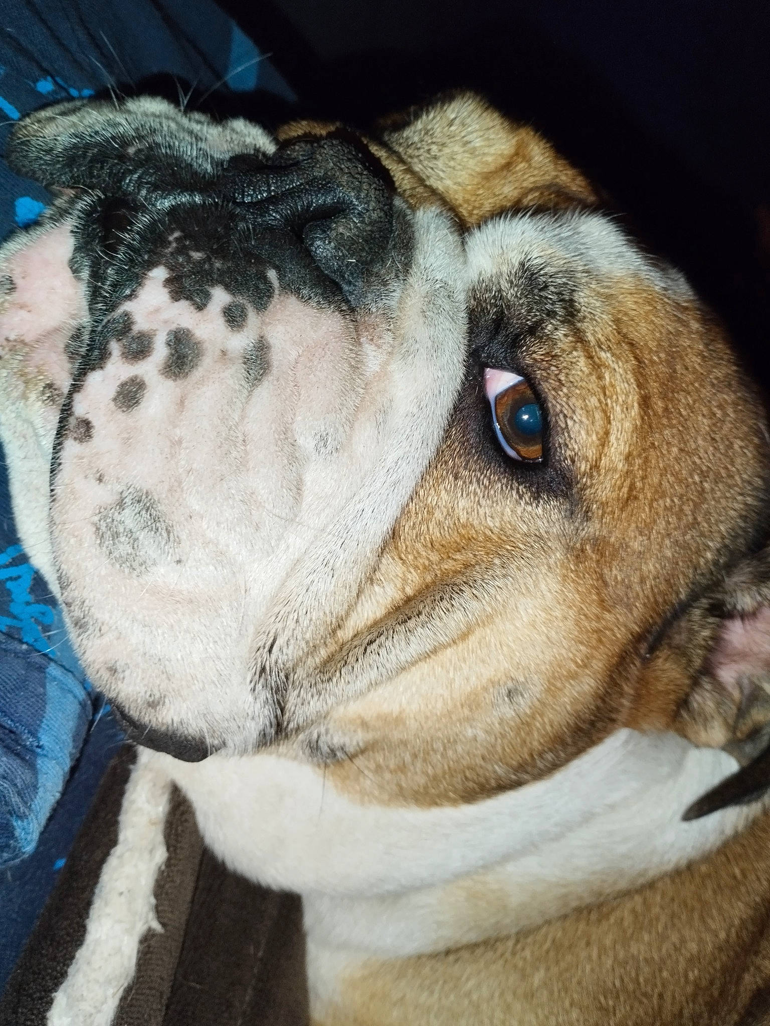 Roanita participe au concours pour gagner de l'argent avec cette photo : art, carnivore, companion_dog, dog, dog_breed, ear, eye, fawn, fur, head, jaw, plush, selfie, snout, sporting_group, stuffed_toy, toy, whiskers, working_animal, wrinkle