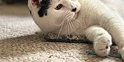 Hiccup is registered to the contest to win money with this photo: cat, black_and_white, pet, animal, feline, carpet, indoor, relaxed, lying_down, whiskers, fur, close_up, cute, domestic_animal, soft_light, home, resting, curious, paws, texture