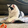Hiccup joined the competition — help win amazing prizes! cat, white_cat, black_patches, pet, indoor, rug, toy, playful, curious, whiskers, paws, close_up, focus, floor, cozy, furniture, domestic_animal, animal, mammal, relaxed