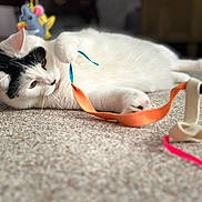 Hiccup is registered to the contest to win money with this photo: cat, white_cat, black_markings, carpet, toy, ribbon, playful, indoor, pet, animal, whiskers, paws, lying_down, close_up, feline, home, cozy, resting, cute, curious