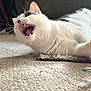 Hiccup is registered to the contest to win money with this photo: cat, white_cat, black_and_white, yawning, teeth, whiskers, fur, carpet, indoor, pet, animal, close_up, lying_down, mouth_open, feline, cute, relaxed, home, domestic_cat, soft_lighting