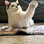 cat, white_cat, black_markings, paw, stretching, rug, carpet, indoor, pet, feline, whiskers, close_up, fur, relaxed, cozy, home, animal, cute, mammal, domestic