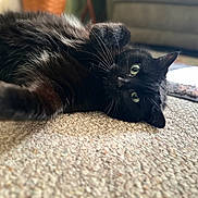 Toothless joined the competition — help win amazing prizes! black_cat, cat, pet, feline, green_eyes, carpet, indoor, laying_down, fur, whiskers, close_up, paw, cozy, living_room, blurred_background, relaxed, cute, animal, mammal, domestic
