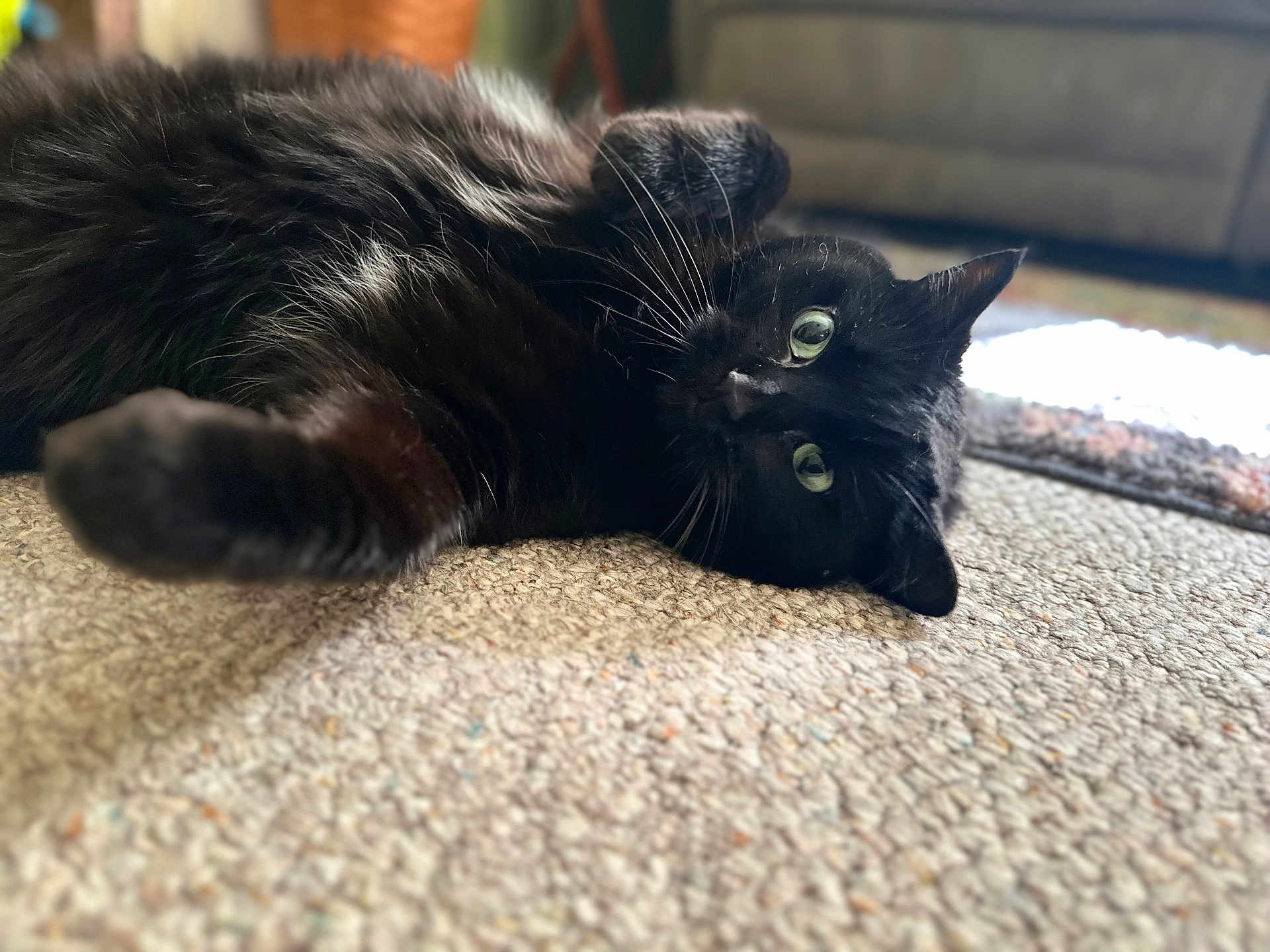 Toothless