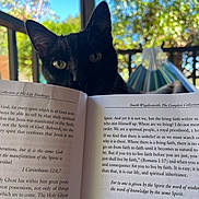 Abbey Lane joined the competition — help win amazing prizes! black_cat, cat, book, reading, hammock, outdoor, sunny, greenery, nature, pet, animal, curious, relaxing, daylight, leaves, fence, wood, closeup, eyes, portrait