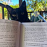 black_cat, cat, book, reading, hammock, outdoor, sunny, greenery, nature, pet, animal, curious, relaxing, daylight, leaves, fence, wood, closeup, eyes, portrait