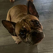 Happy joined the competition — help win amazing prizes! animal, brown, canine, closeup, companionship, curious, cute, dog, domestic, ears, floor, french_bulldog, indoor, looking_up, mammal, pet, portrait, short_hair, snout, whiskers