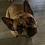 animal, brown, canine, closeup, companionship, curious, cute, dog, domestic, ears, floor, french_bulldog, indoor, looking_up, mammal, pet, portrait, short_hair, snout, whiskers