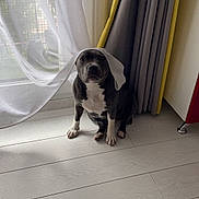 Raven participe au concours pour gagner de l'argent avec cette photo : dog, pet, indoor, curtain, window, floor, light, natural_light, gray_dog, white_paws, curious, sitting, calm, home, cozy, fabric, sheer_curtain, domestic, quiet, flooring