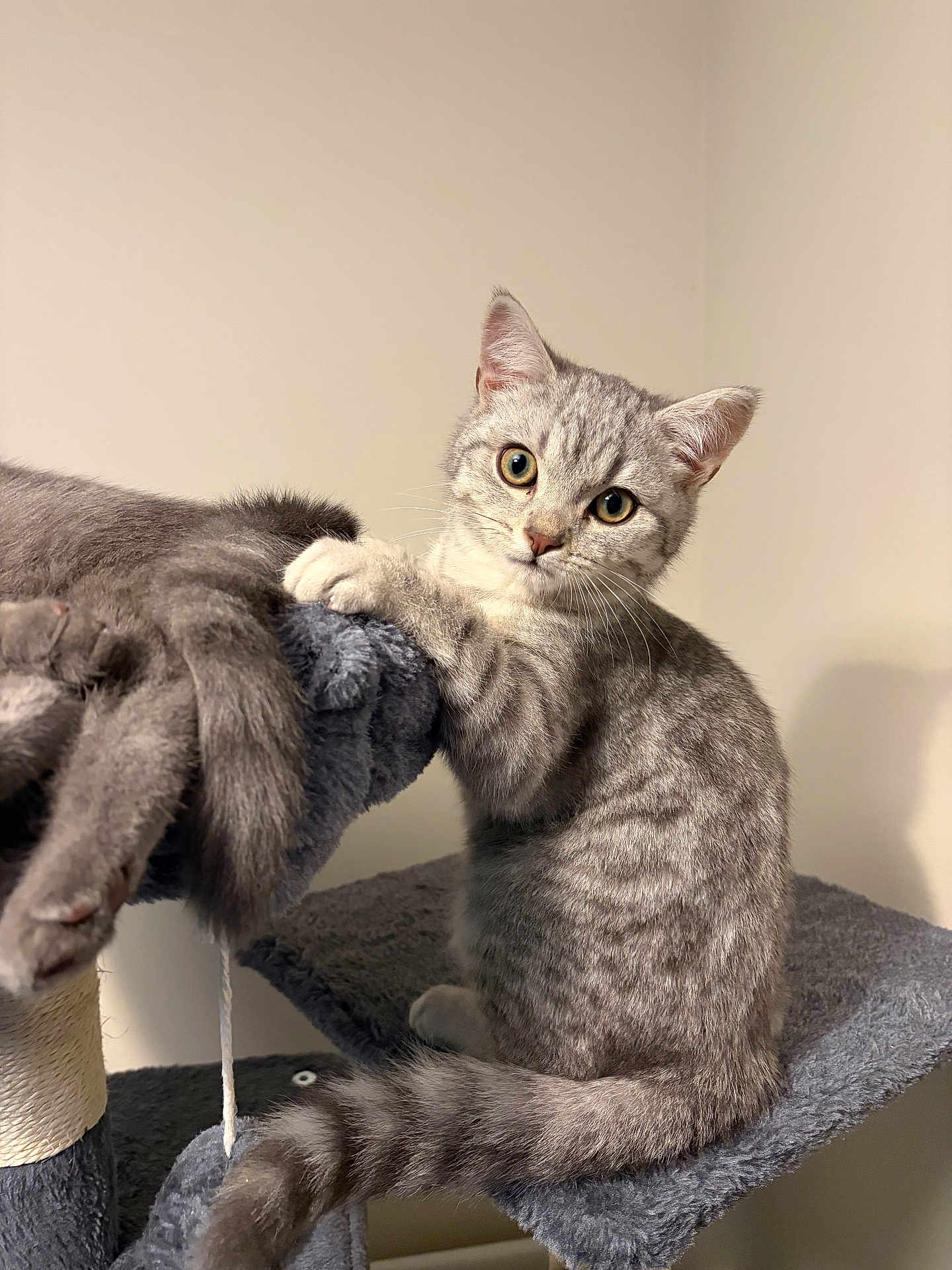 Mulder joined the competition — help win amazing prizes! cat, kitten, gray_tabby, pet, animal, feline, cat_tree, climbing, curious, indoor, fur, whiskers, tail, ears, playful, cute, young, looking_at_camera, soft_lighting, neutral_background