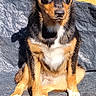 dog, puppy, black_and_tan, sitting, outdoor, portrait, pet, animal, canine, fur, floppy_ears, brown_markings, white_chest, front_facing, looking_at_camera, cushion, garden, greenery, sunlight, rustic_background