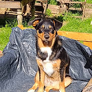 Lilo a rejoint le concours — aidez-le/la à gagner de superbes lots ! dog, puppy, black_and_tan, sitting, outdoors, garden, backyard, patio, plants, potted_plants, wooden_table, wooden_chairs, grass, sunlight, portrait, pet, animal, white_chest, floppy_ears, photography