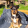 dog, puppy, black_and_tan, sitting, outdoors, garden, backyard, patio, plants, potted_plants, wooden_table, wooden_chairs, grass, sunlight, portrait, pet, animal, white_chest, floppy_ears, photography