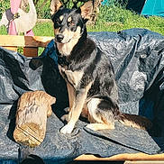 Fidji participe au concours pour gagner de l'argent avec cette photo : dog, black_and_tan_dog, pet, animal, sitting, portrait, outdoor, garden, backyard, sunlight, tarp, wood, log, flamingo_decor, flowers, tent, fence, grass, pointed_ears, camera_timestamp